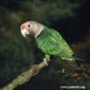 A female Brown-necked Parrot perches on a branch