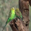 A wild pair of Budgerigars inspect a tree cavity