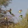 Wild Budgerigars take flight