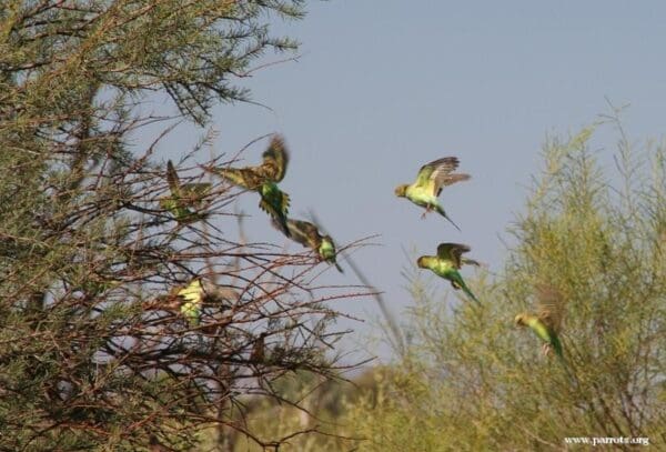 Wild Budgerigars take flight