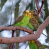 A group of wild Budgerigars perches in a tree