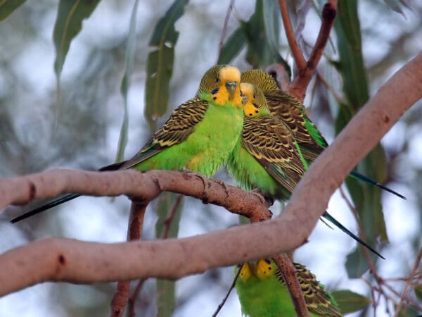 A group of wild Budgerigars perches in a tree