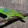 A Buru Racquet-tailed Parrot perches on a branch