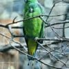 Buru Racquet-tailed Parrots perch in an enclosure