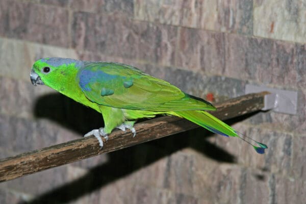 A Buru Racquet-tailed Parrot perches on a branch