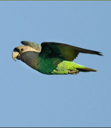 Cape Parrot Conservation