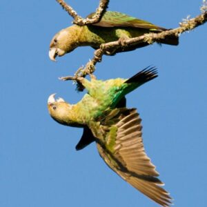 Wild Cape Parrots clamber about on a branch