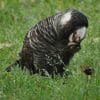 A wild Carnaby's Black Cockatoo feeds