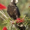 A wild Carnaby's Black Cockatoo feeds on blossoms