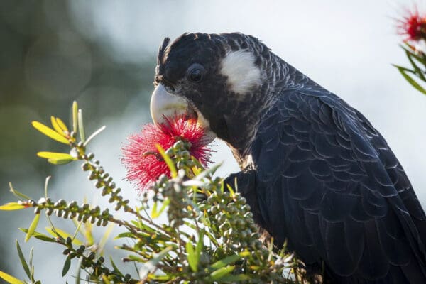 A wild Carnaby's Black Cockatoo feeds on blossoms