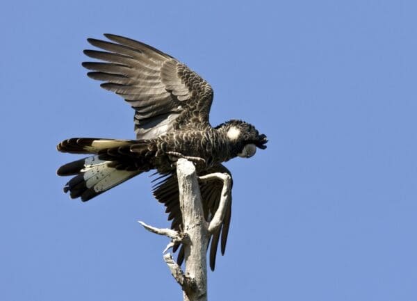 A wild Carnaby's Black Cockatoo perches high on a snag