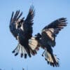 Wild Carnaby's Black Cockatoos interact on the wing