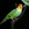 Carolina Parakeet specimens on display in a museum