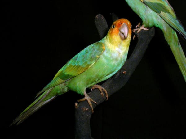 Carolina Parakeet specimens on display in a museum