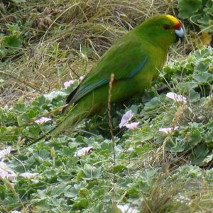 A wild Chatham Parakeet forages in ground vegetation