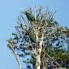 Wild Chestnut-fronted Macaws perch high in a tree