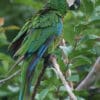 A wild Chestnut-fronted Macaw perches on a branch