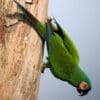 A wild Chestnut-fronted Macaw clings to a tree trunk