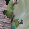 Wild Chestnut-fronted Macaws perch at a nest cavity