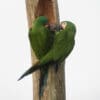 Wild Chestnut-fronted Macaws cling to a tree with a cavity