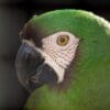 A closeup profile of a Chestnut-fronted Macaw