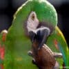 A Chestnut-fronted Macaw works on a Brazil nut