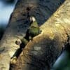 Wild Chestnut-fronted Macaws perch at a nest cavity