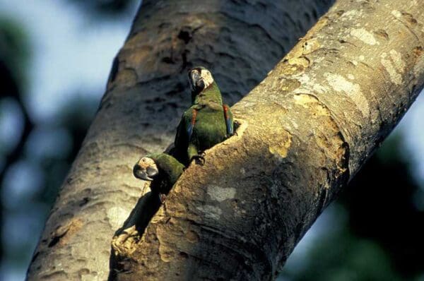 Wild Chestnut-fronted Macaws perch at a nest cavity