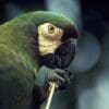 A closeup profile of a Chestnut-fronted Macaw