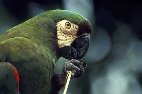 A closeup profile of a Chestnut-fronted Macaw