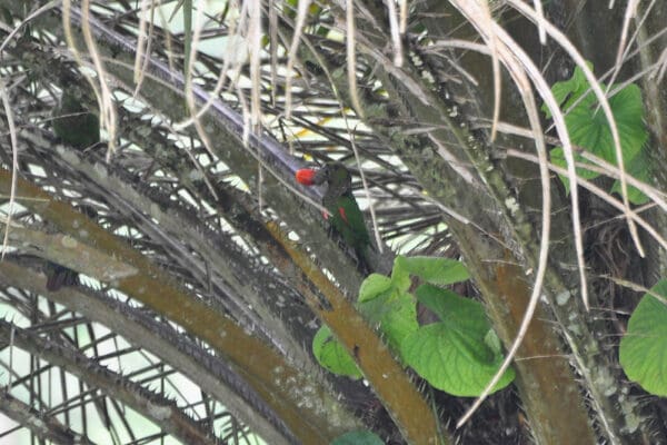 A wild Choco Conure feeds on fruit