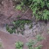 Wild Cobalt-winged Parakeets gather to take clay at a lick