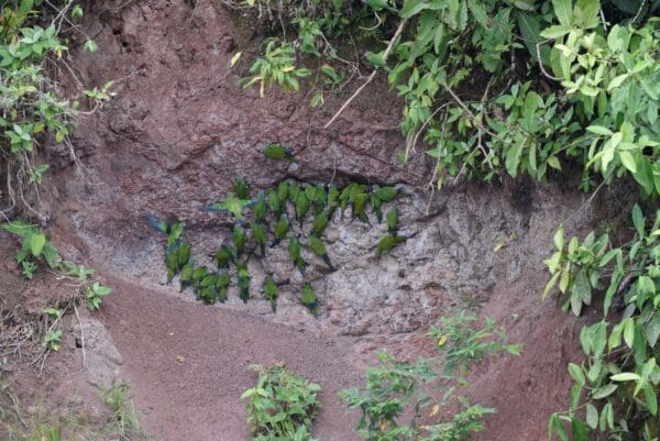 Wild Cobalt-winged Parakeets gather to take clay at a lick