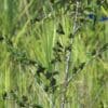 Wild Cobalt-winged Parakeets perch on a bare tree