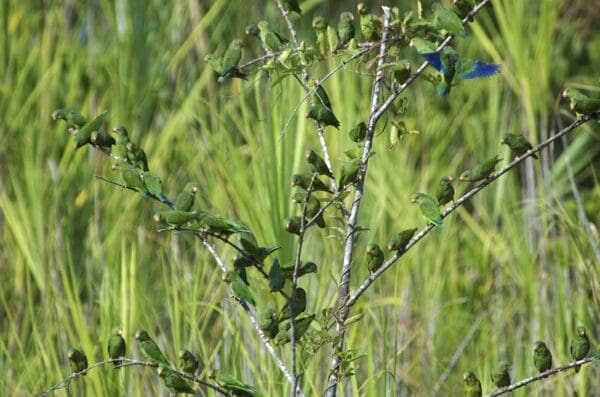 Wild Cobalt-winged Parakeets perch on a bare tree