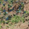 Wild Cobalt-winged Parakeets gather at a clay lick