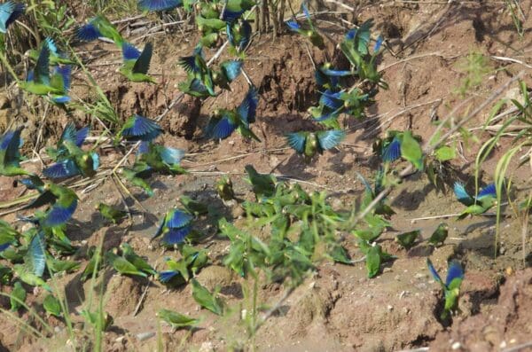 Wild Cobalt-winged Parakeets gather at a clay lick