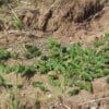 Wild Cobalt-winged Parakeets gather at a clay lick