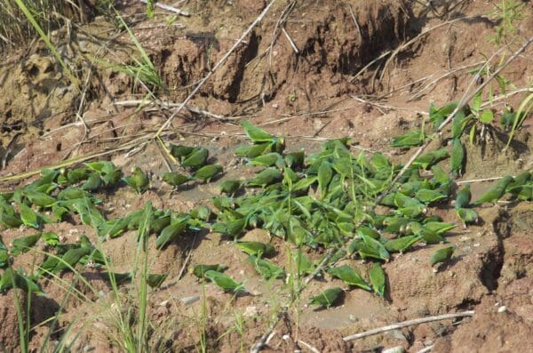 Wild Cobalt-winged Parakeets gather at a clay lick