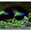 Wild Cobalt-winged Parakeets gather at a water hole