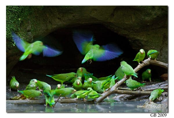 Wild Cobalt-winged Parakeets gather at a water hole