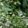 Wild Cobalt-winged Parakeets perch in a tree