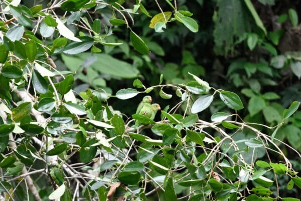 Wild Cobalt-winged Parakeets perch in a tree