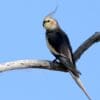 A wild male Cockatiel perches on a branch