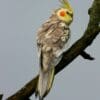 A wild Cockatiel perches on a branch