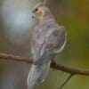 A wild female Cockatiel perches on a branch