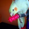 A companion Cockatiel plays with a toy