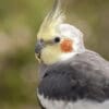 A closeup of wild male Cockatiel