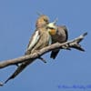 Wild Cockatiels, female left, male right, preen each other