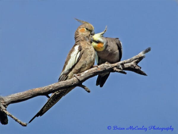 Wild Cockatiels, female left, male right, preen each other